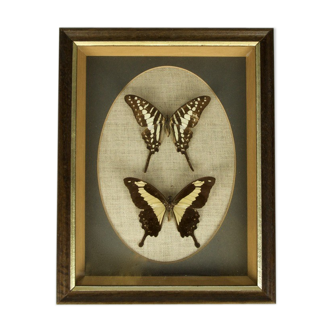 Framed butterflies vintage - Polycenes and Phorcas