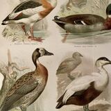 Illustrated plate on ducks – 1890