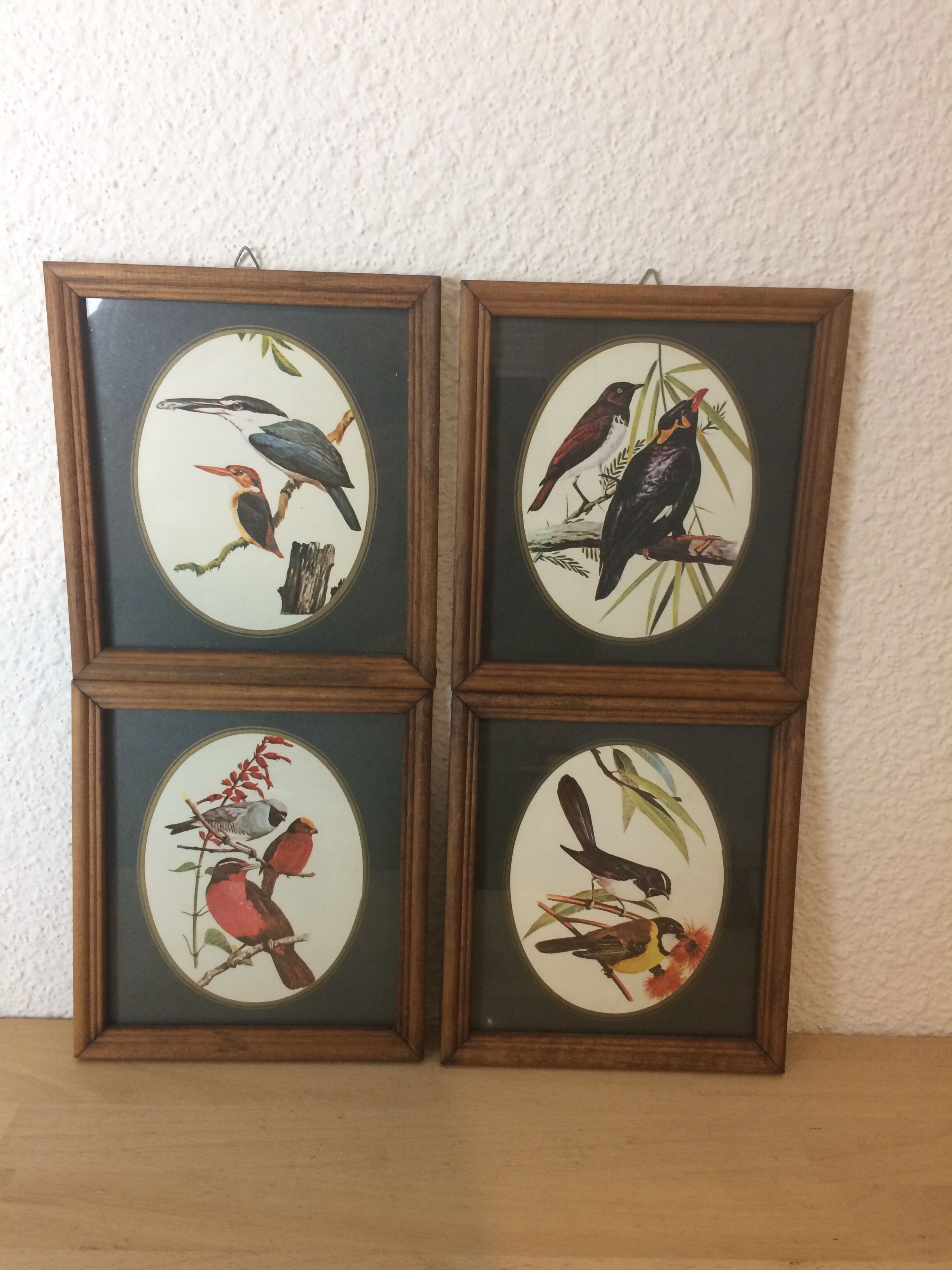 Bird illustrations under frame