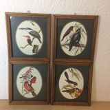 Bird illustrations under frame