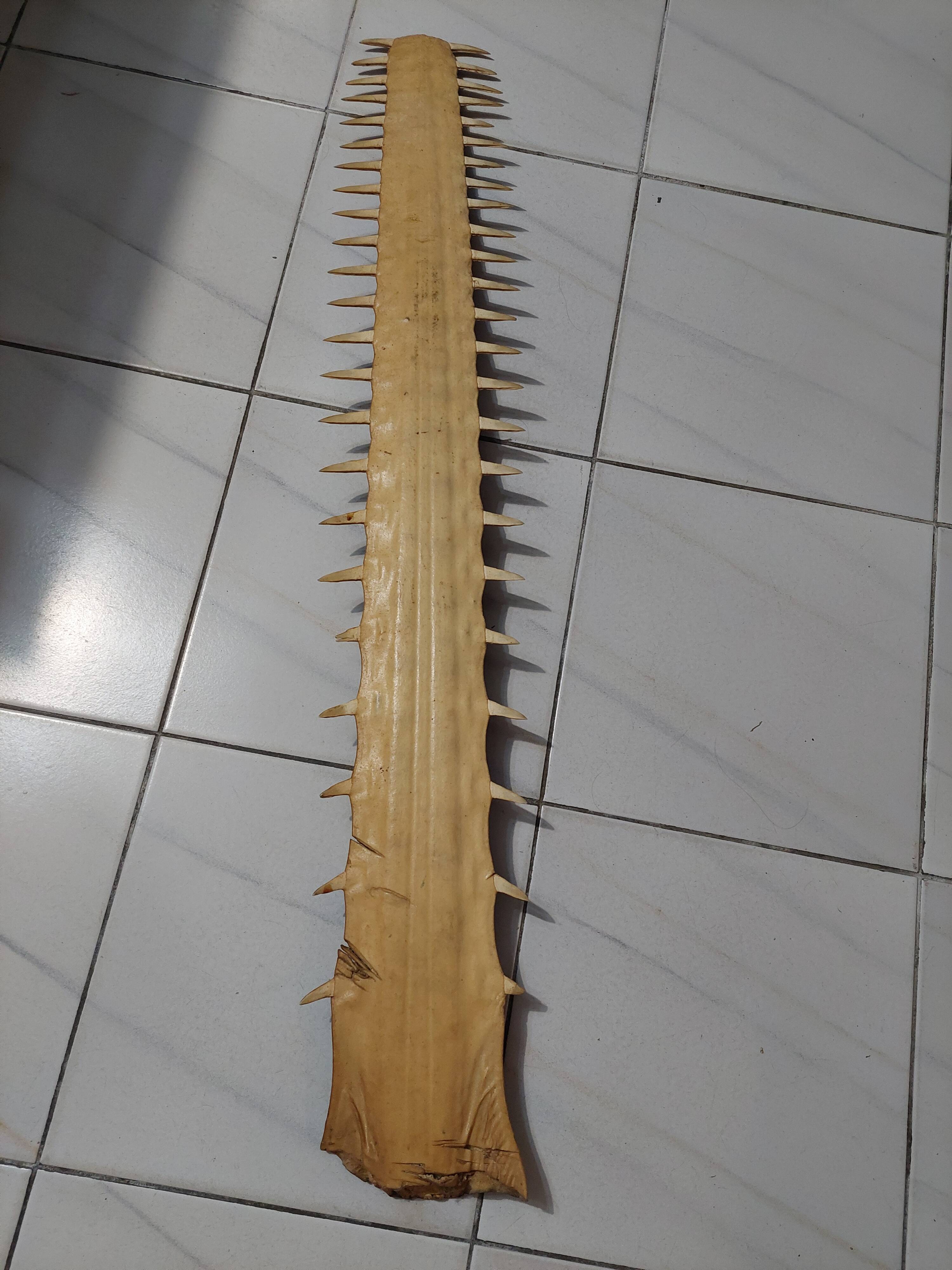 LARGE SAWFISH ROSTRUM