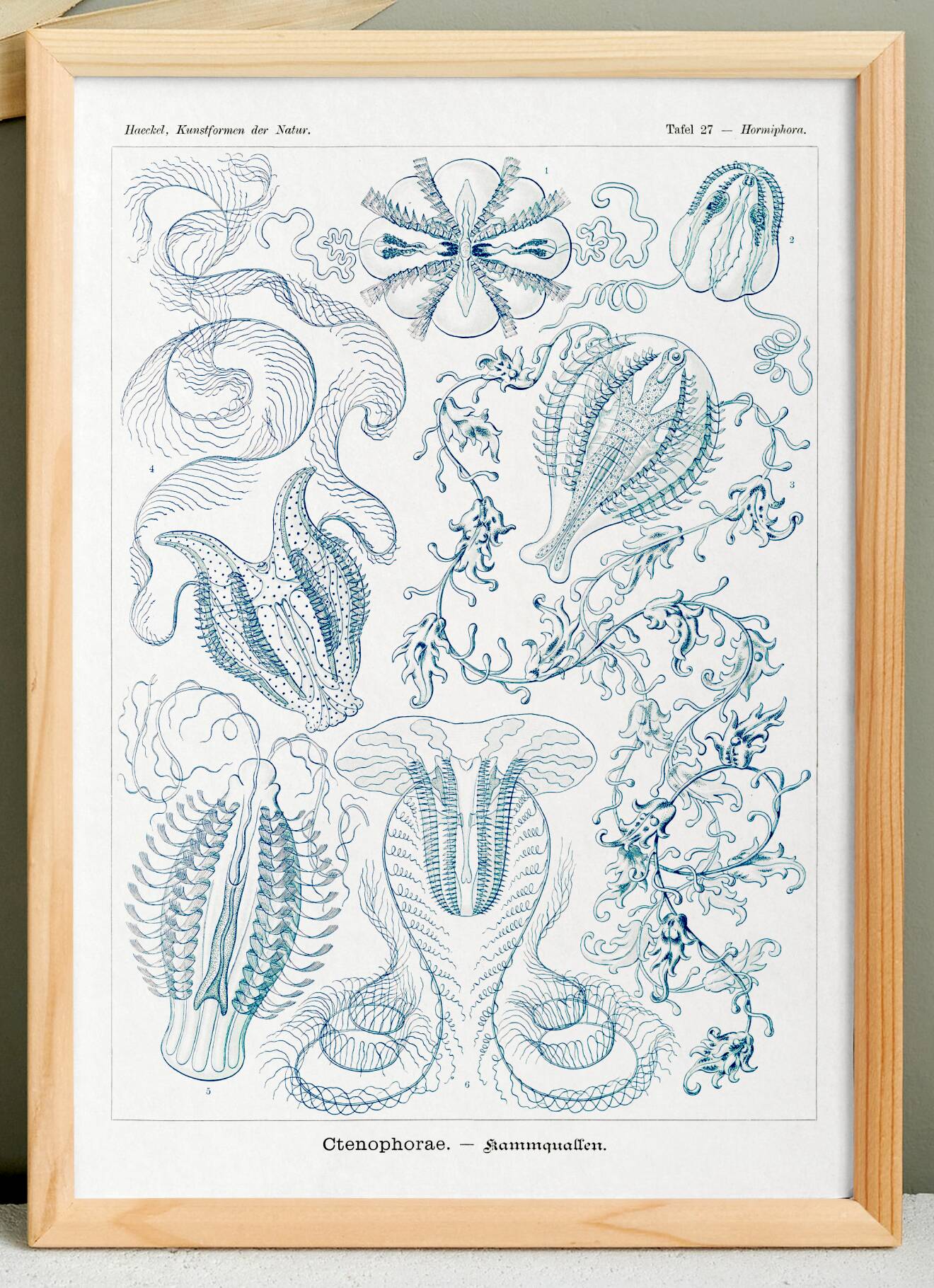 Poster on "the ctenophores", based on an old lithograph from 1904.