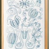 Poster on "the ctenophores", based on an old lithograph from 1904.