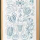 Poster on "the ctenophores", based on an old lithograph from 1904.