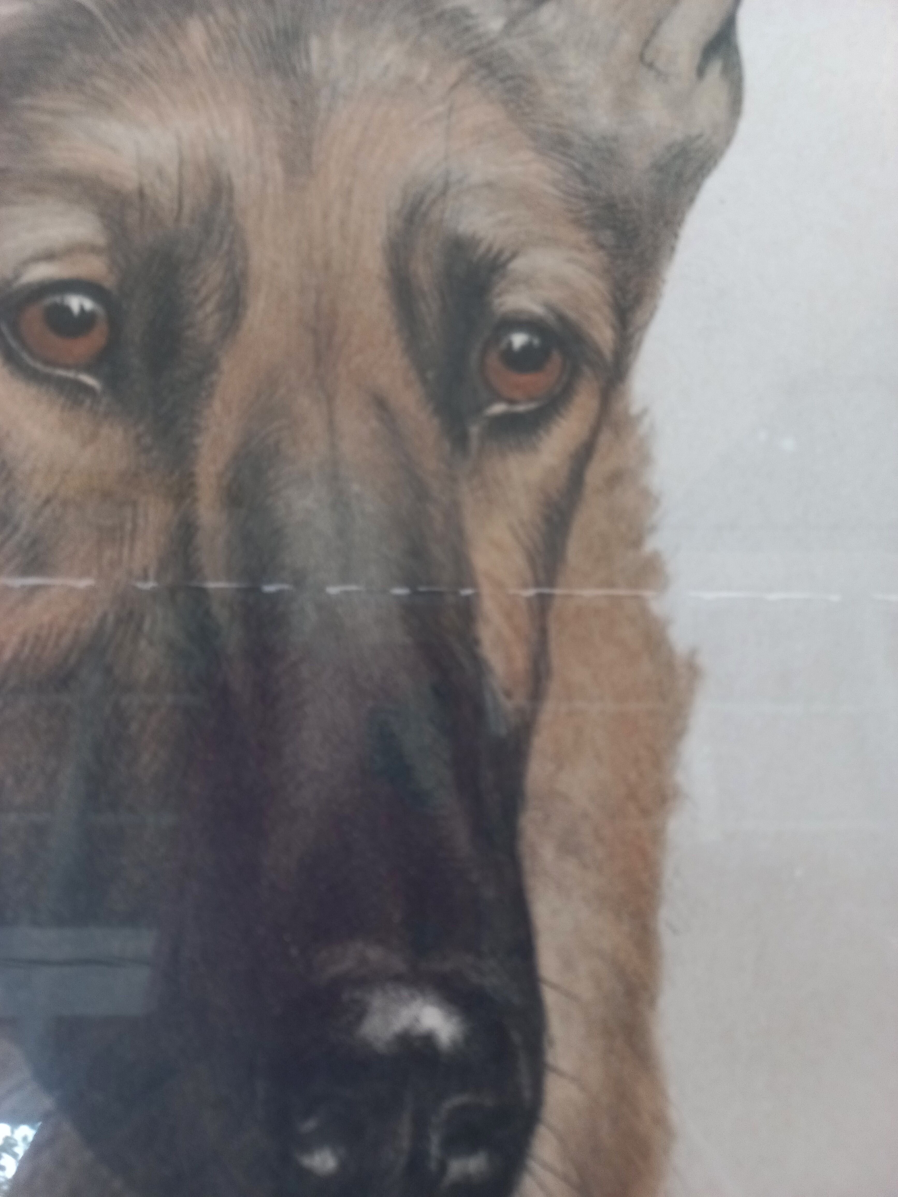 Léon DANCHIN (1887-1938) : GERMAN SHEPHERD Numbered and Signed Lithograph