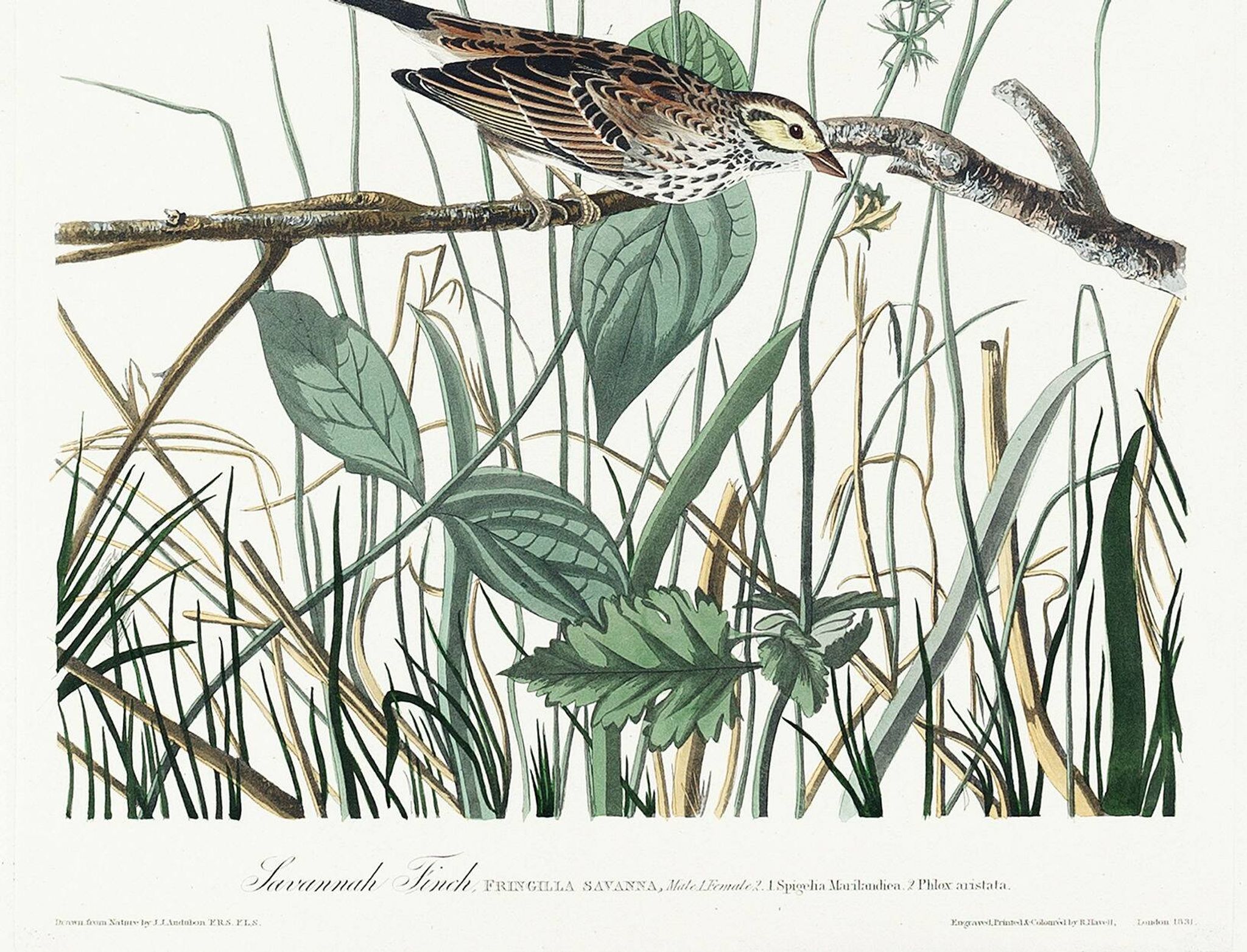 Poster about the Meadow Bunting, based on an old engraving from 1827.
