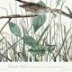Poster about the Meadow Bunting, based on an old engraving from 1827.