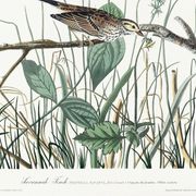 Poster about the Meadow Bunting, based on an old engraving from 1827.