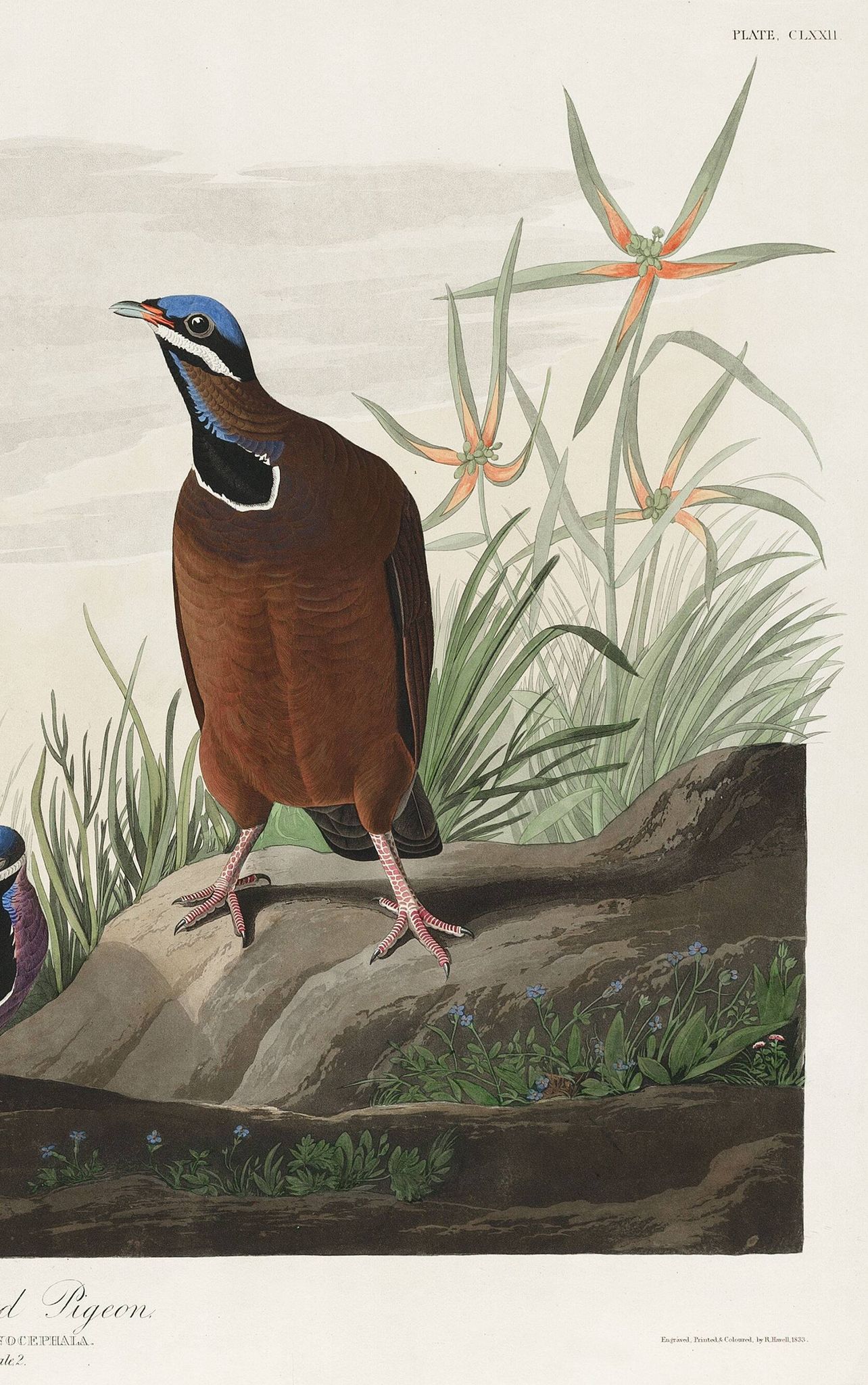 Affiche sur le Pigeon à tête bleue, d’après une gravure ancienne de 1827.