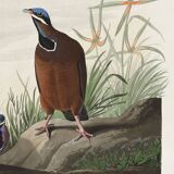 Poster about the Blue-headed Pigeon, after an old engraving from 1827.