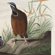Affiche sur le Pigeon à tête bleue, d’après une gravure ancienne de 1827.