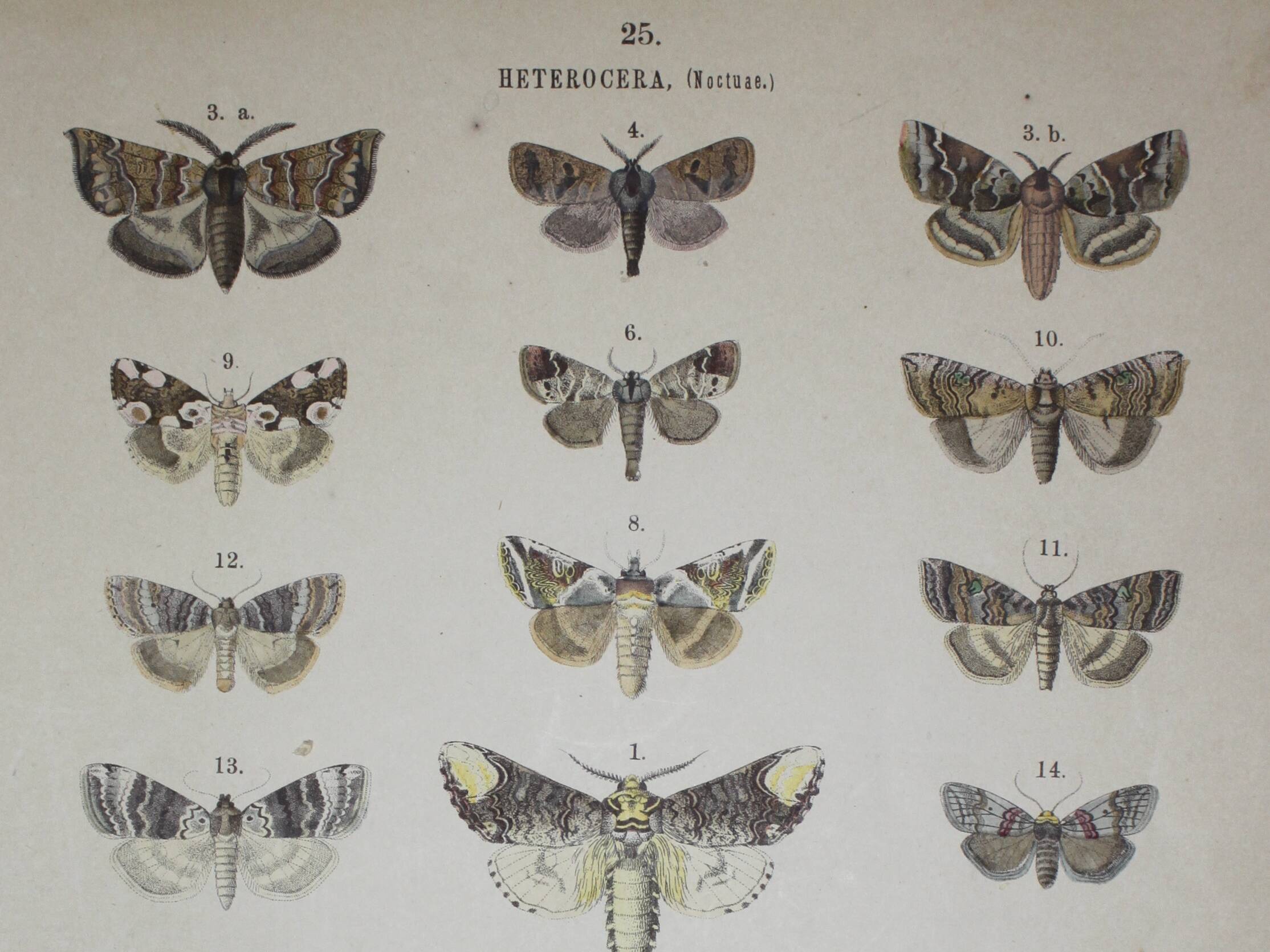 Old engraving of Butterflies - Lithograph from 1887 - Bucephala - Original illustration