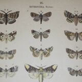 Old engraving of Butterflies - Lithograph from 1887 - Bucephala - Original illustration