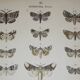Old engraving of Butterflies - Lithograph from 1887 - Bucephala - Original illustration