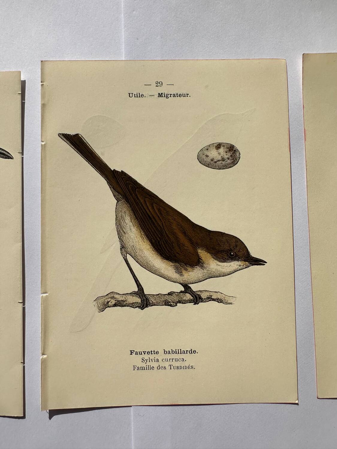 Lot 3 Botanical engravings birds double-sided naturalist board Etching