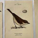 Lot 3 Botanical engravings birds double-sided naturalist board Etching