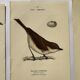 Lot 3 Botanical engravings birds double-sided naturalist board Etching