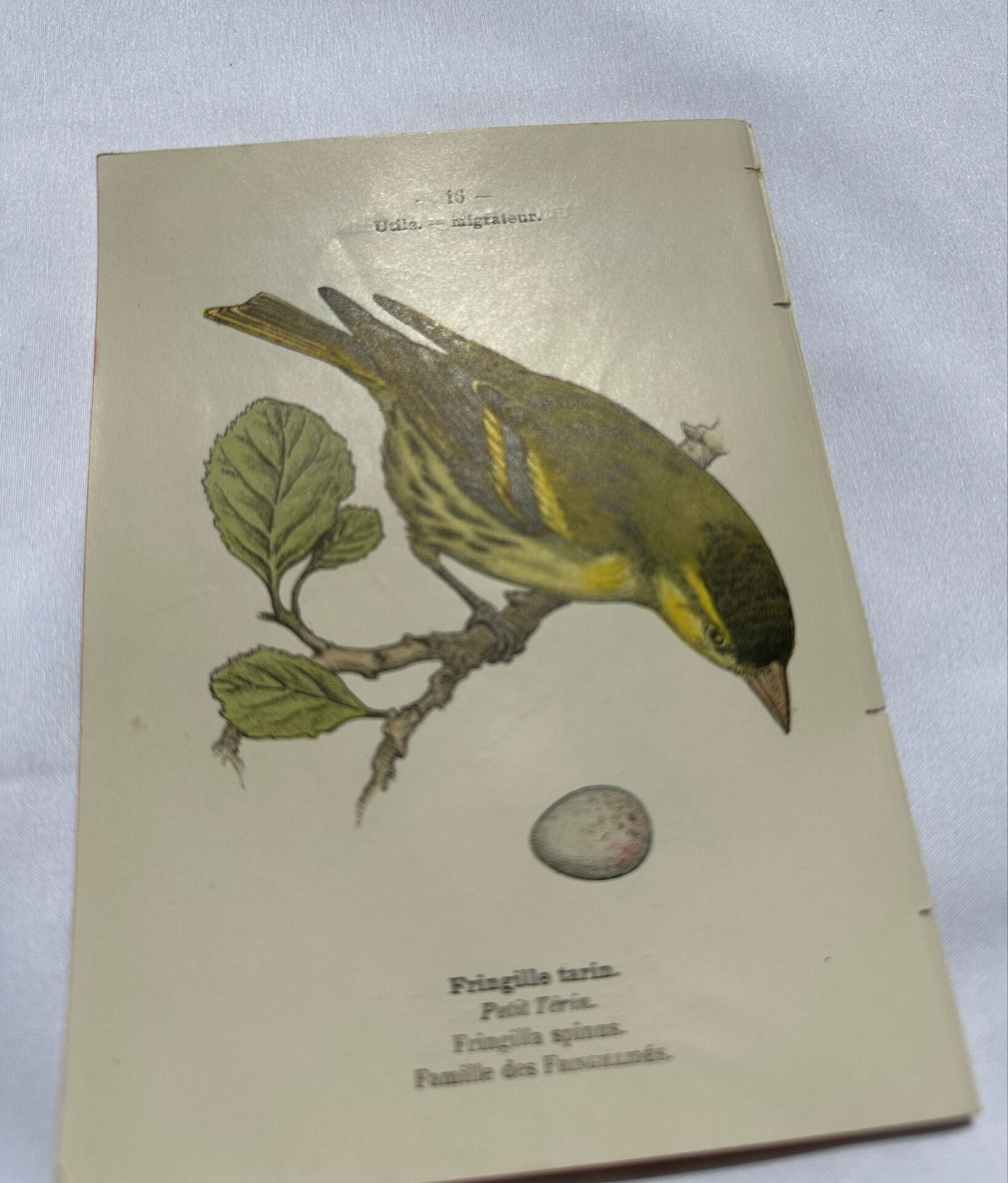 Botanical Plate Engraving of Birds, Naturalist, 19th Century, Double-sided A