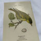Botanical Plate Engraving of Birds, Naturalist, 19th Century, Double-sided A