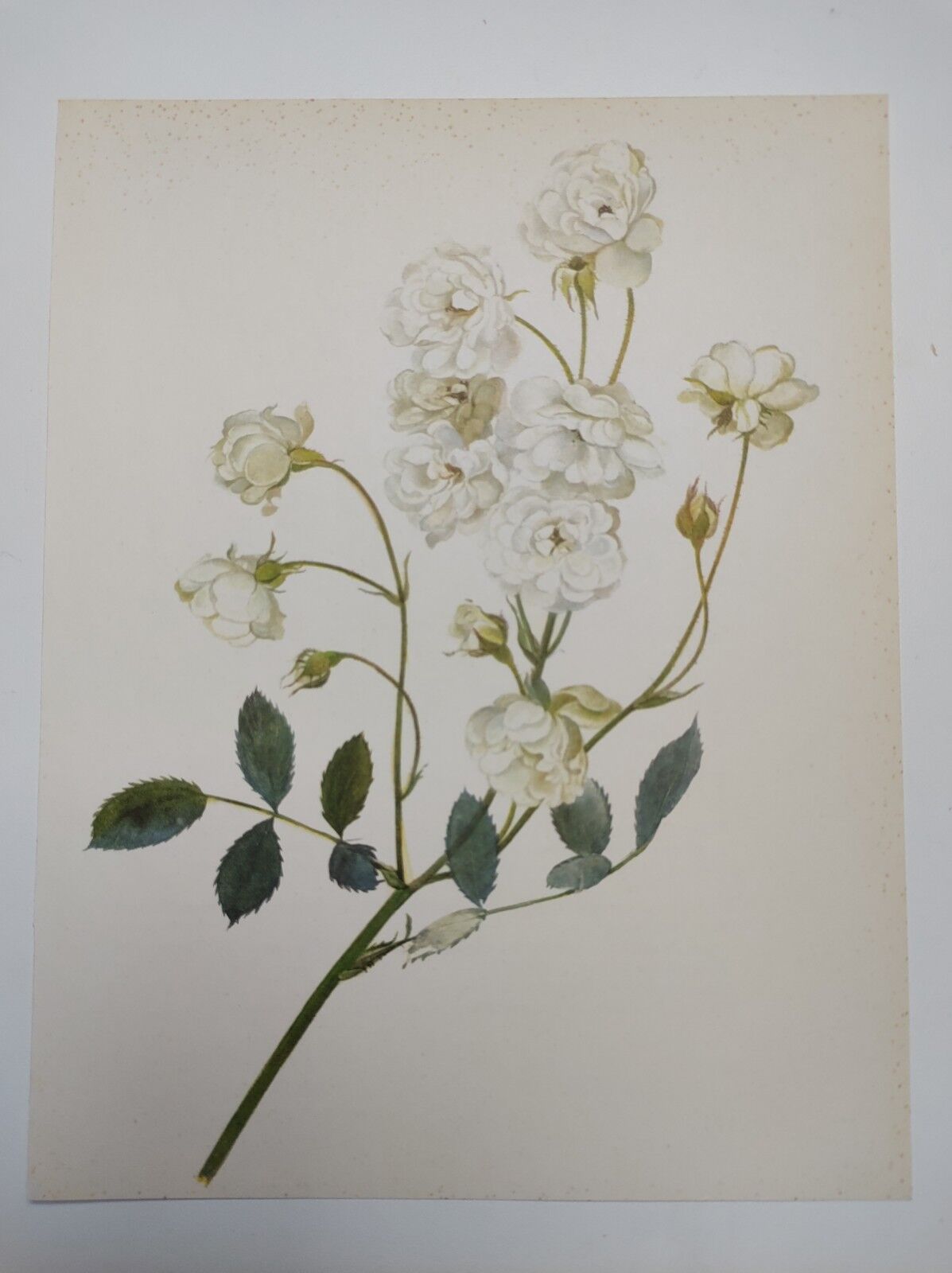 Rose Botanical Board - Original Vintage from 1968 - Katherine Zeimet🌹