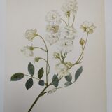 Rose Botanical Board - Original Vintage from 1968 - Katherine Zeimet🌹