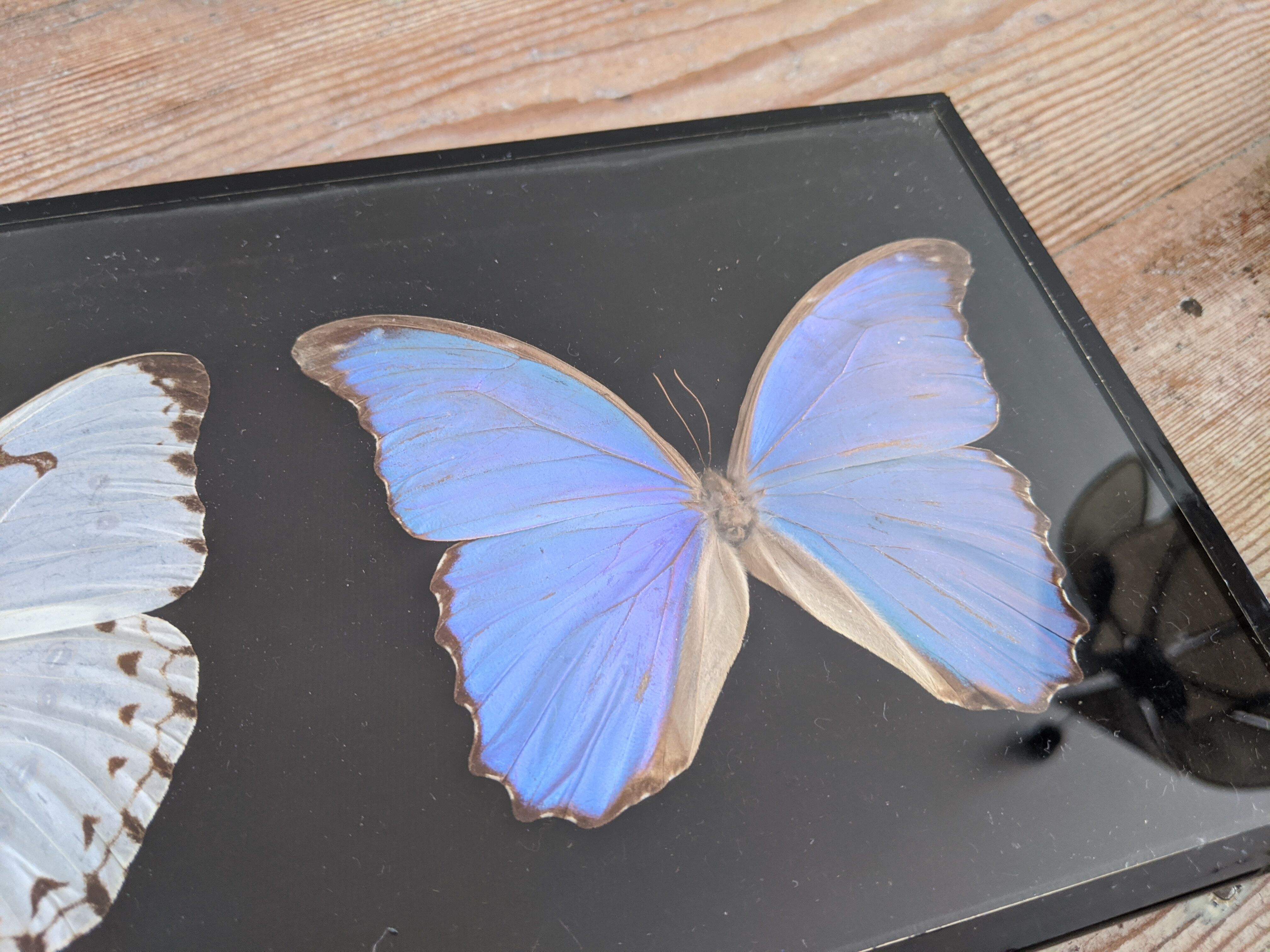 Naturalized butterflies