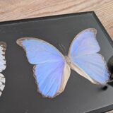 Naturalized butterflies