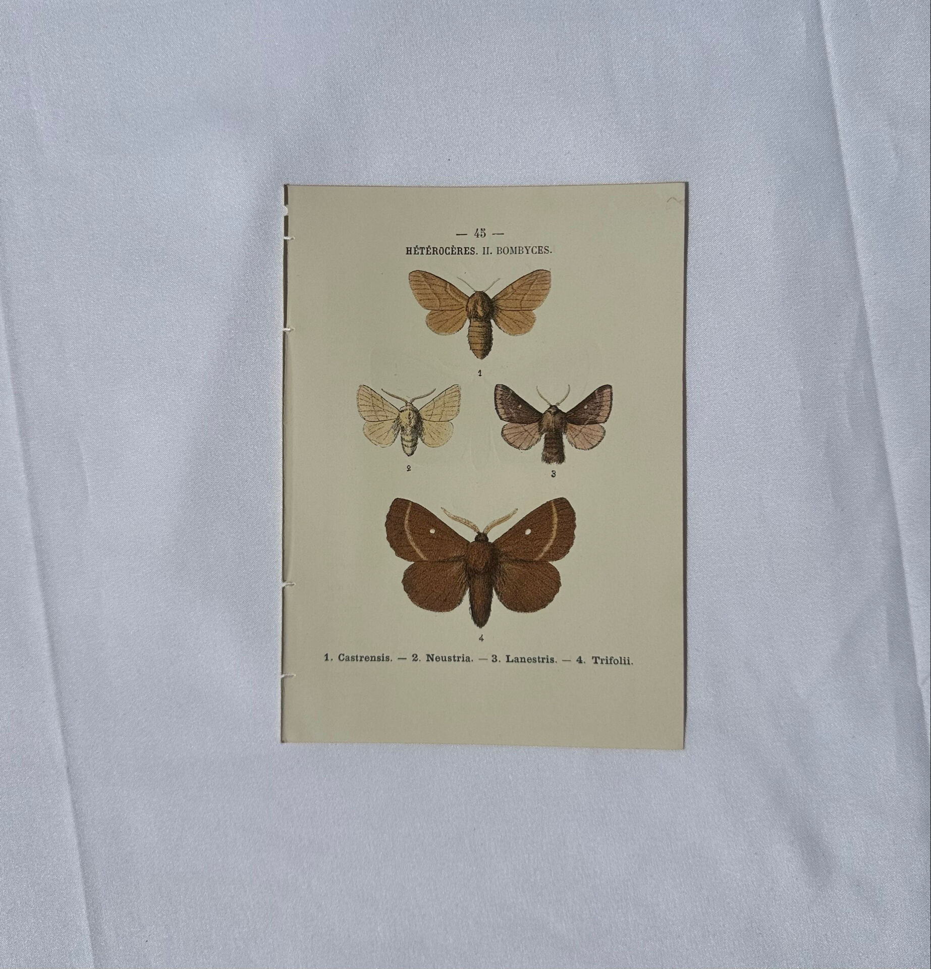 🦋 Botanical Plate Engraving of a Butterfly, 19th Century Naturalist, Front Side