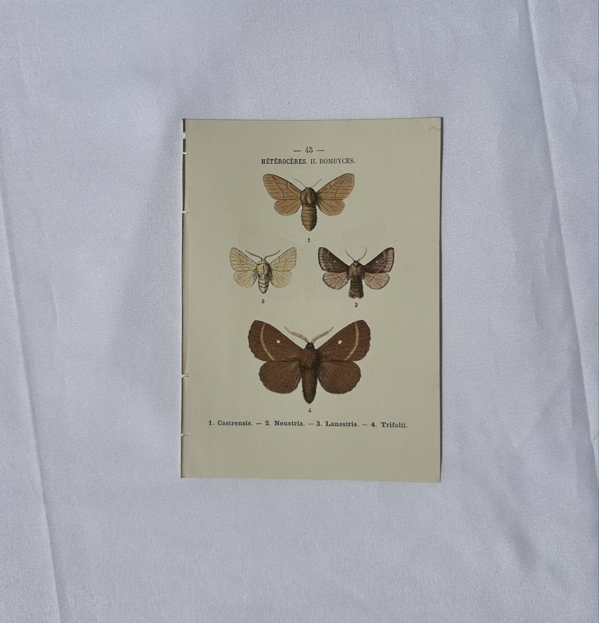 🦋 Botanical Plate Engraving of a Butterfly, 19th Century Naturalist, Front Side