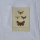 🦋 Botanical Plate Engraving of a Butterfly, 19th Century Naturalist, Front Side