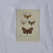 🦋 Botanical Plate Engraving of a Butterfly, 19th Century Naturalist, Front Side