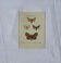 Planche Botanique Gravure Papillon naturaliste ancienne 19eme recto