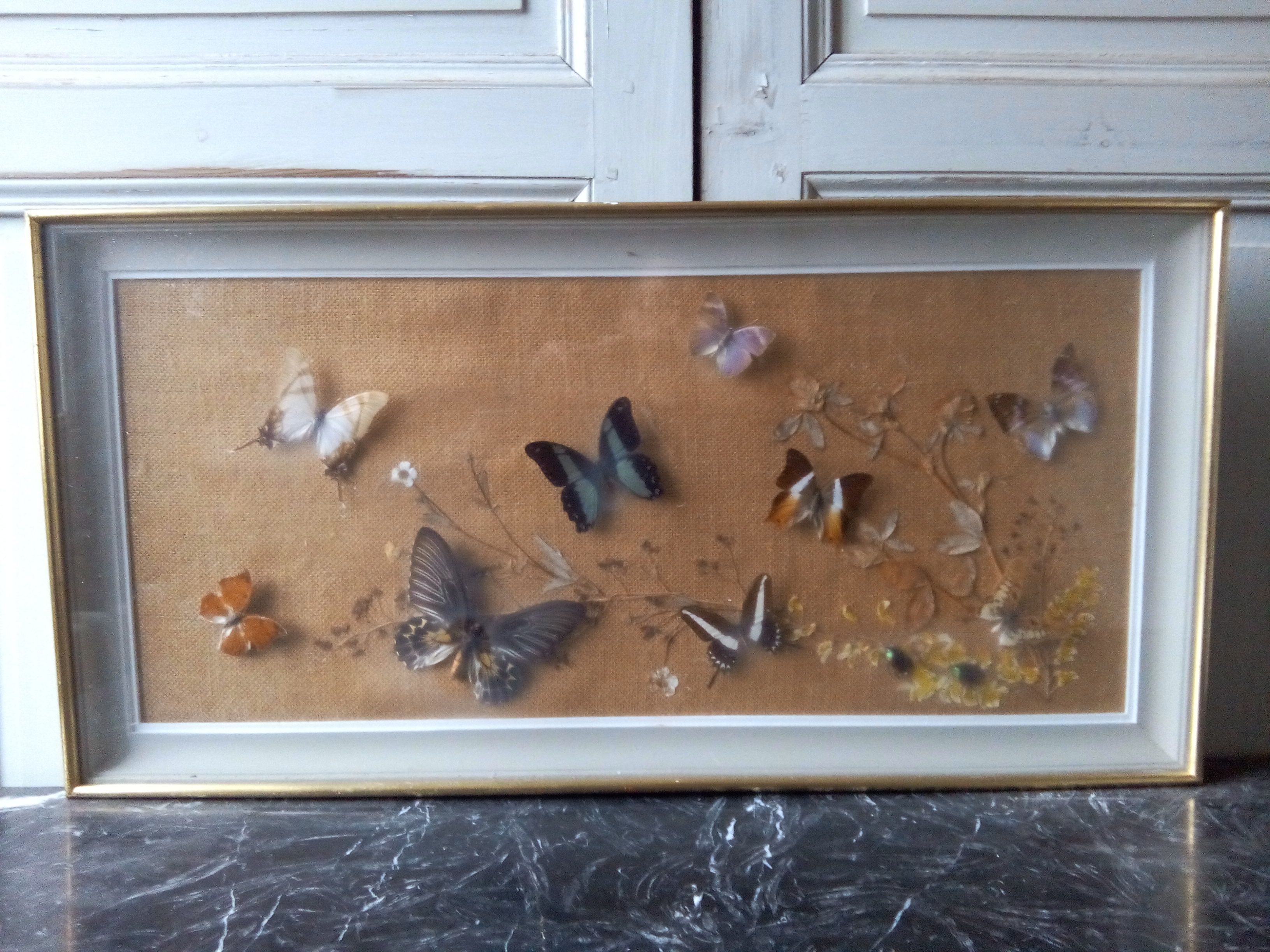 Showcase frame of Butterflies and beetles naturalized Entomology
