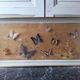 Showcase frame of Butterflies and beetles naturalized Entomology