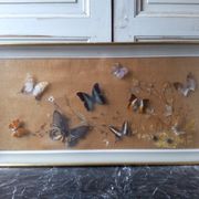 Cadre vitrine de Papillons et scarabées naturalisés Entomologie