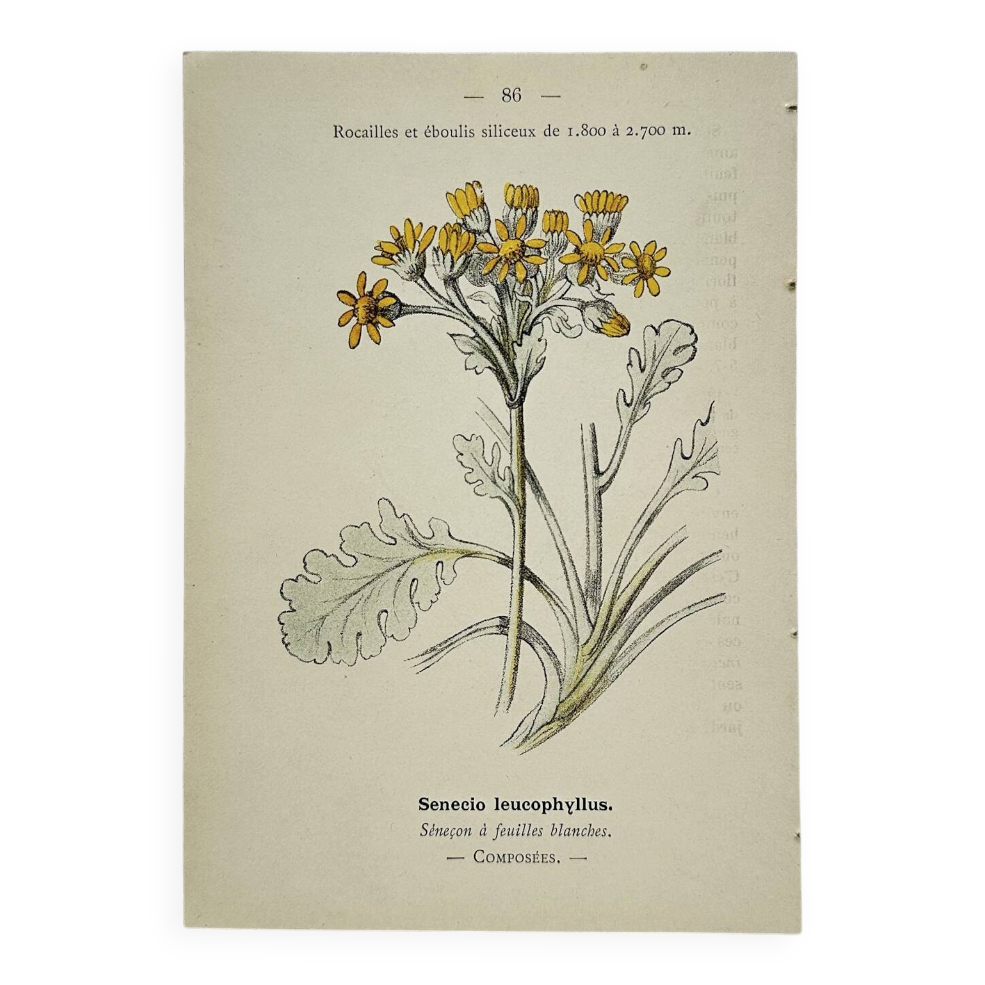 Old botanical engraving – 19th century – Hand-coloured plate