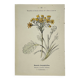 Old botanical engraving – 19th century – Hand-coloured plate