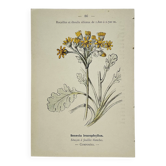 Old botanical engraving – 19th century – Hand-coloured plate