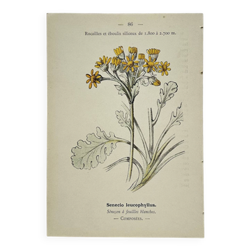 Gravure botanique ancienne – XIXe siècle – Planche coloriée main