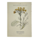 Old botanical engraving – 19th century – Hand-coloured plate