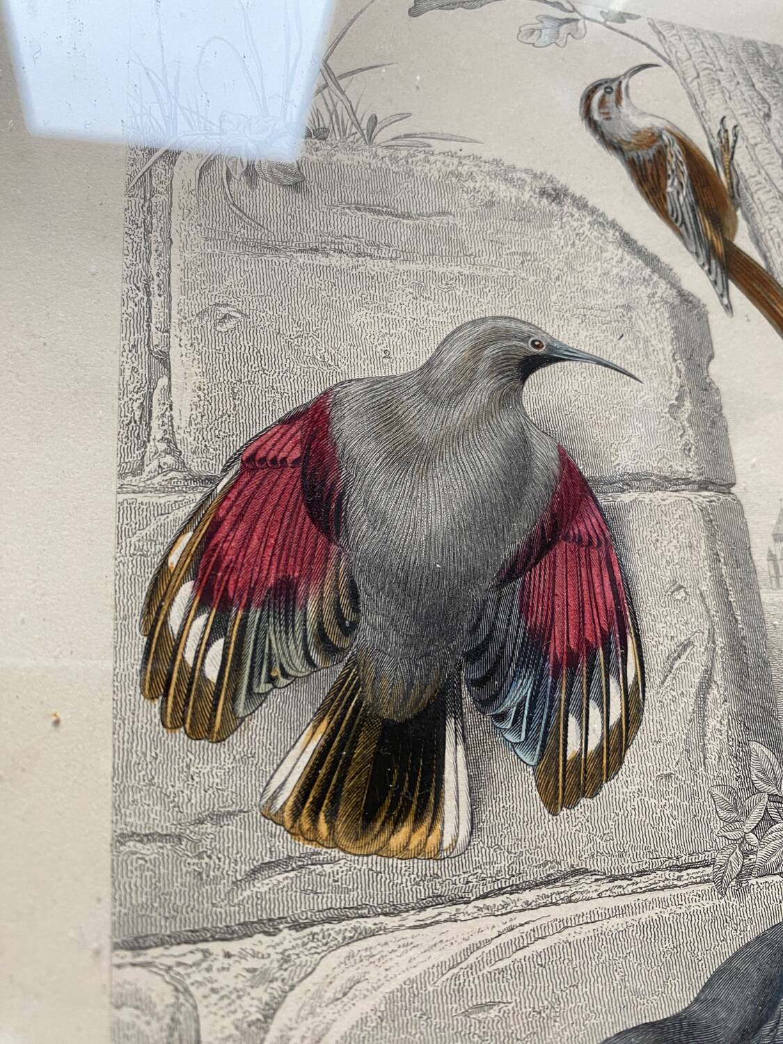 Lot 4 ornithological boards