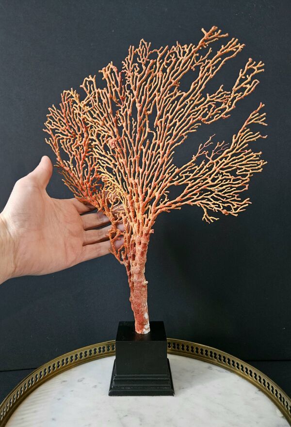 Gorgone Rouge XXL Socle en bois. H : 40 cm   Objet de Décoration Curiosité