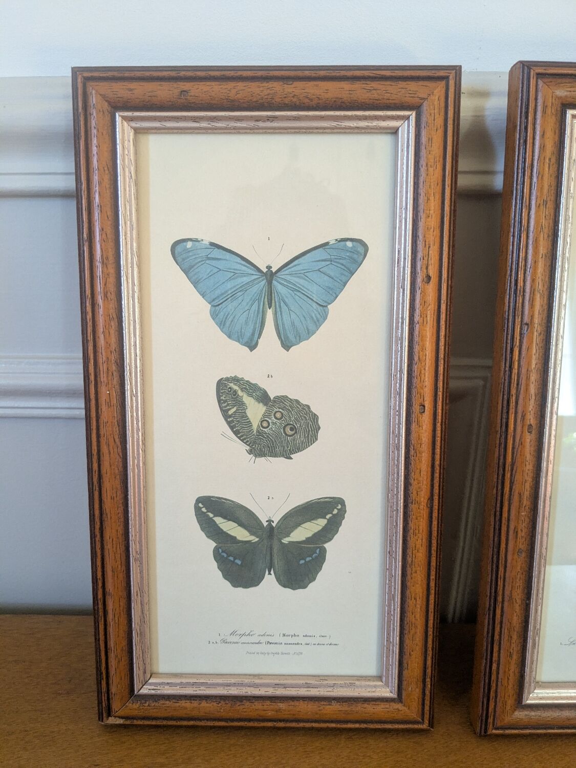 Lithographies de papillons