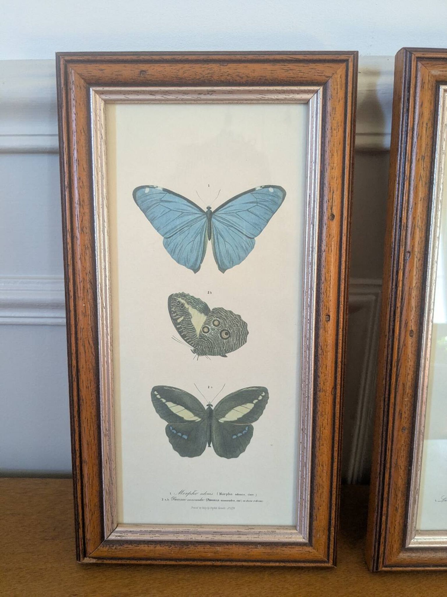 Lithographs of butterflies