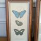 Lithographies de papillons