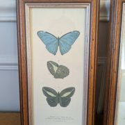 Lithographs of butterflies