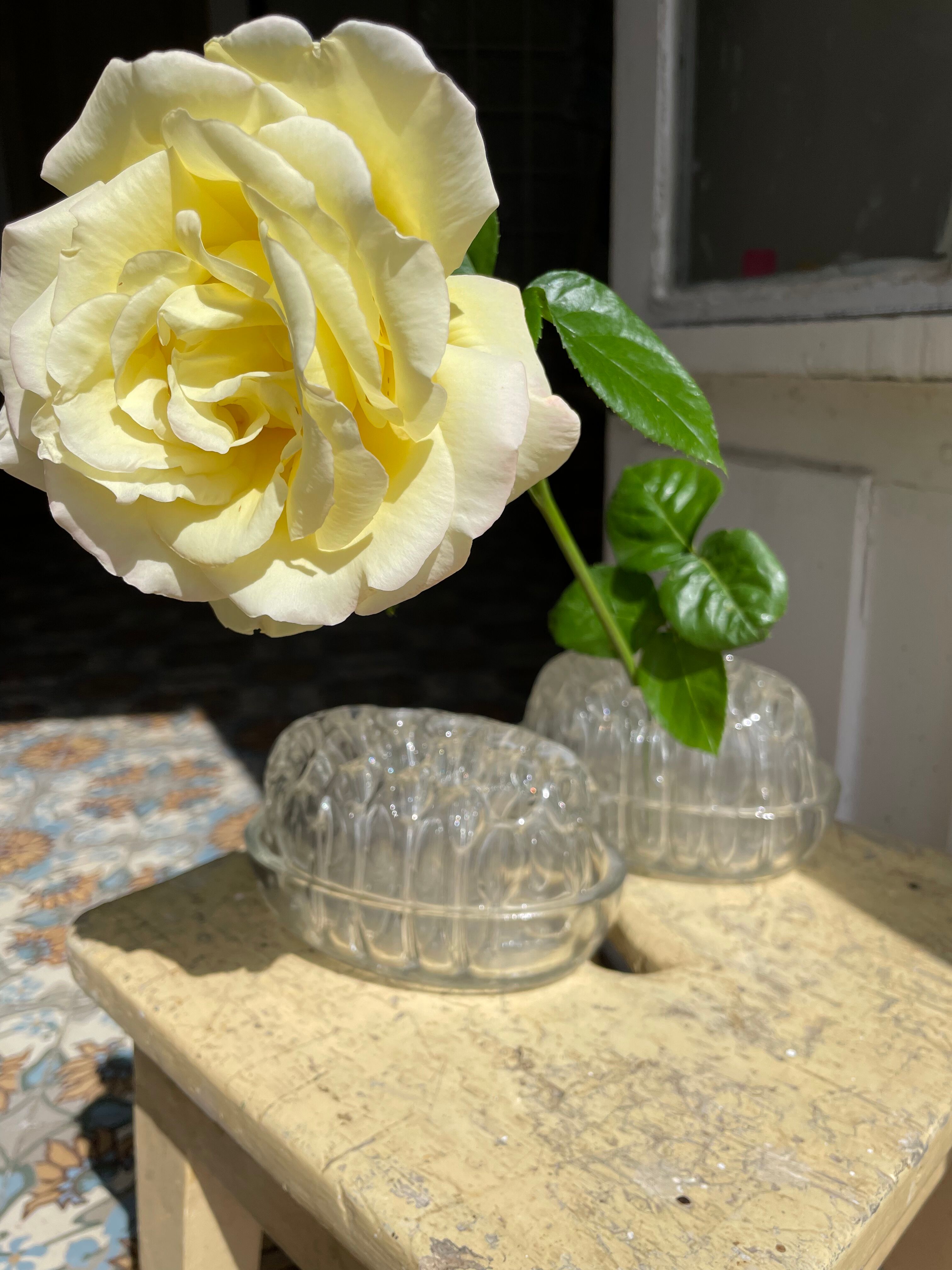 Duo of picnic flowers
