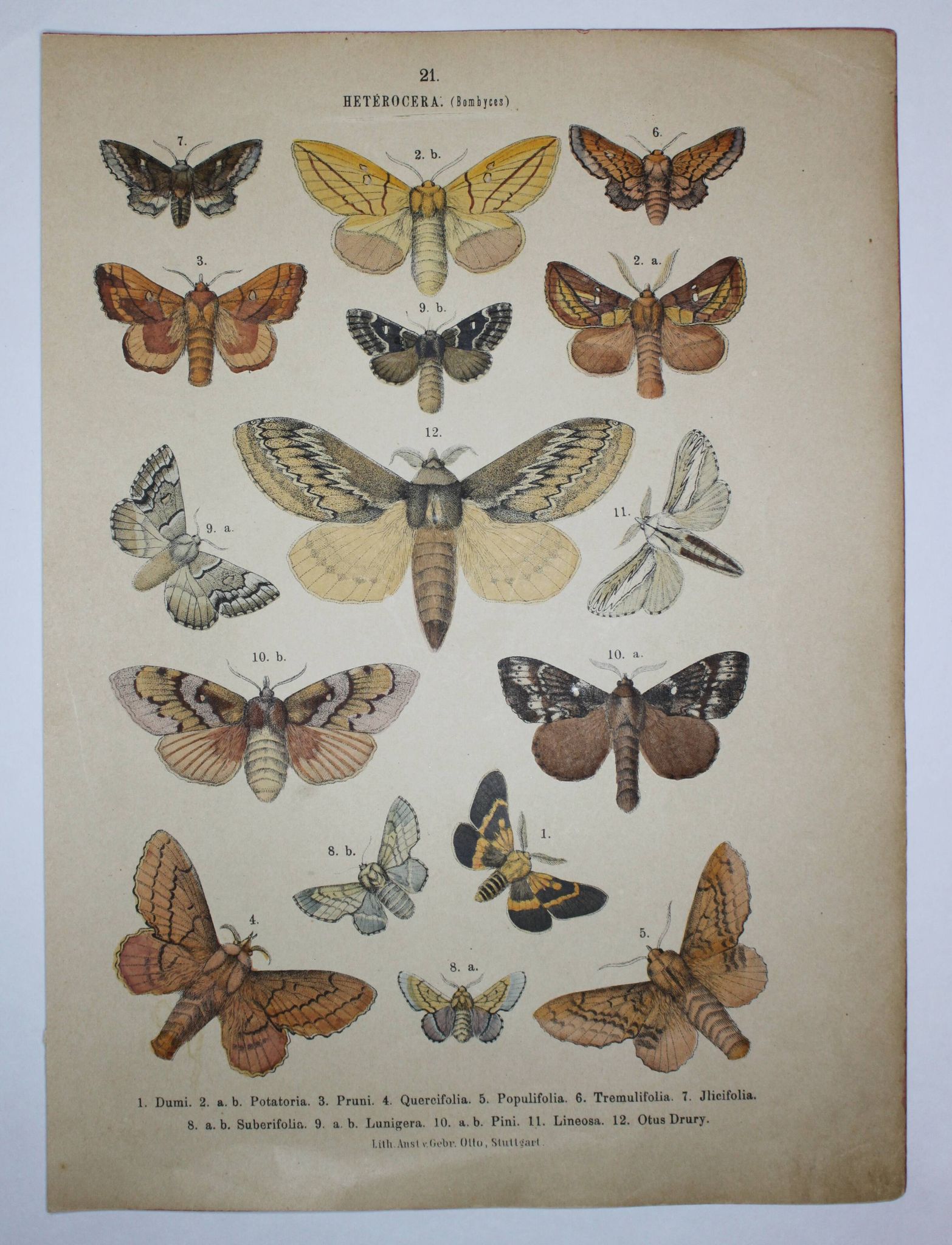 Old engraving of Butterflies - Lithograph from 1887 - Dumi - Original illustration of insects