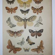 Old engraving of Butterflies - Lithograph from 1887 - Dumi - Original illustration of insects