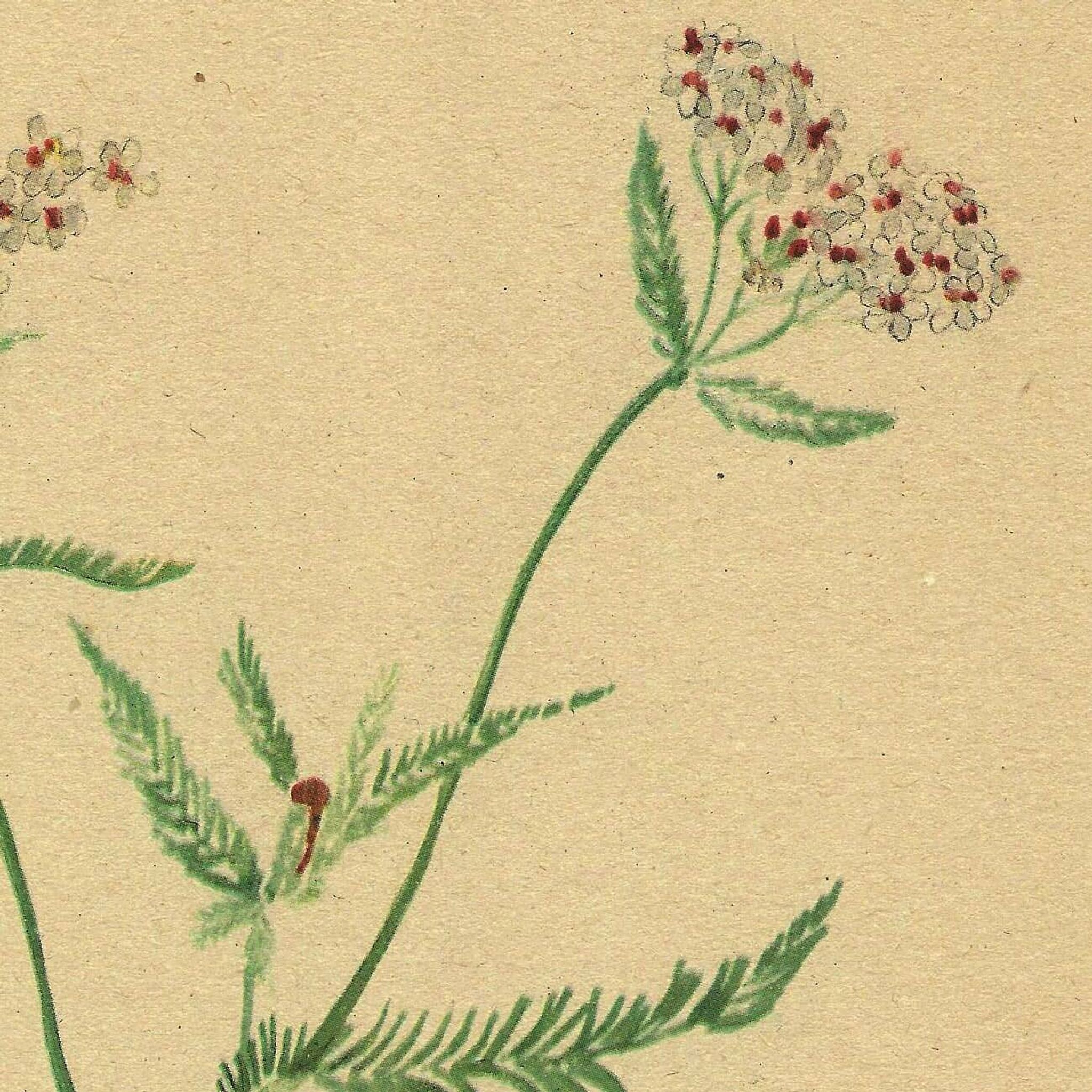 Antique illustration from 1948 of meadow flowers by H.Strache - Yarrow